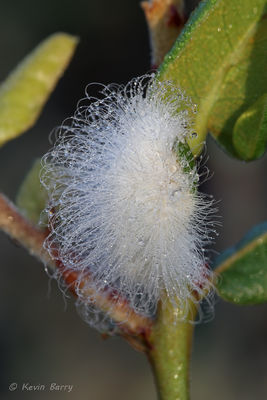 Puss Moth Caterpillar