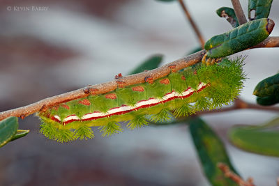 IO Moth caterpillar