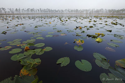 Central Florida Lake on a Foggy Morning