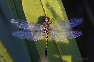 Ornate Pennant