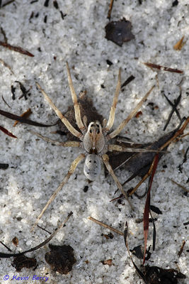 Wolf Spider