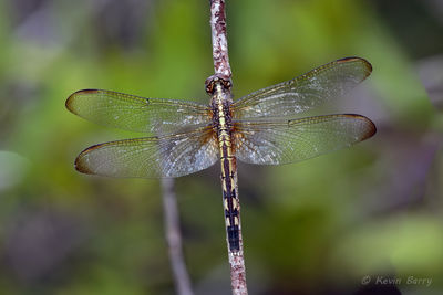 Band-winged Dragonlet (female)