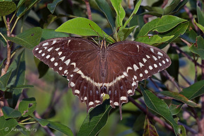 Palamedes Swallowtail
