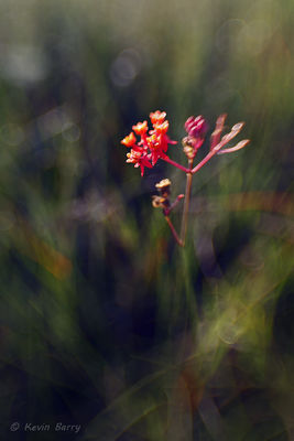 Prairie Milkweed 2; Few-flowered Milkweed
