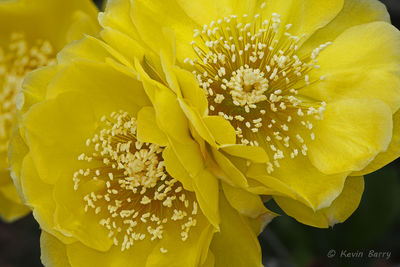 Eastern Prickly Pear Cactus 2