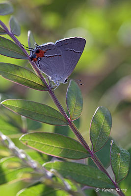 Gray Hairstreak