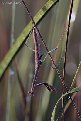Praying Mantis at Sunrise