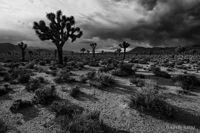 Joshua Trees and approaching storm