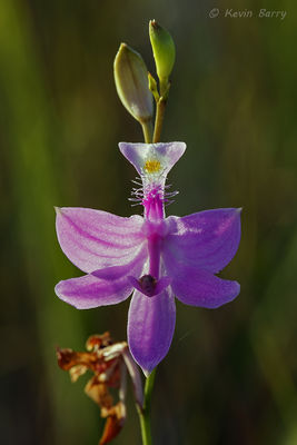 Grass Pink (Orchid)