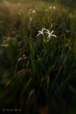 Swamp Lily 3; String Lily