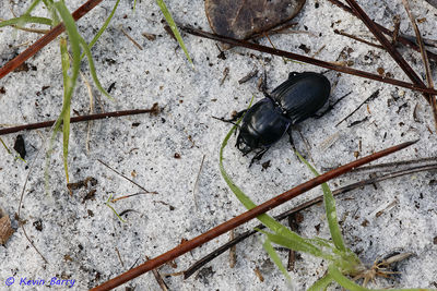 Ground Beetle