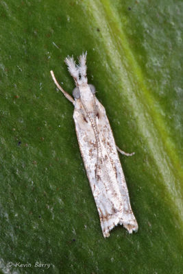 Moth (Microcrambus sp.)