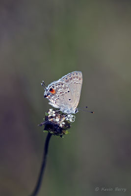 Mallow Scrub-Hairstreak on Snow Squarestem