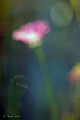 Wildflower Abstract