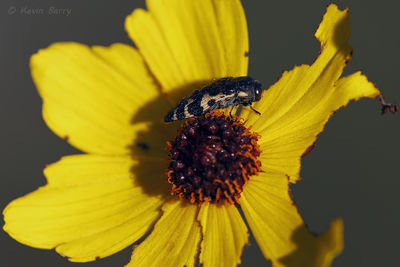 Beetle (Acmaeodera) on Tickseed
