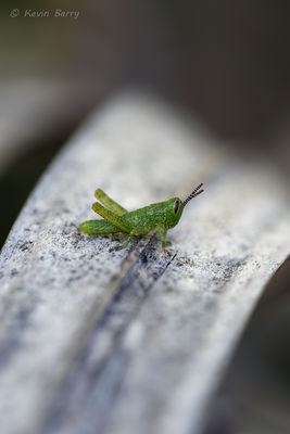 Bird Grasshopper Nymph