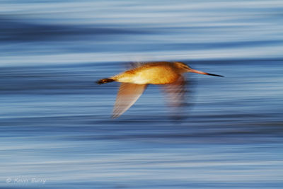 Marbled Godwit