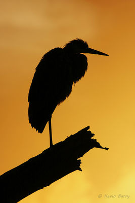 Great Blue Heron at sunrise