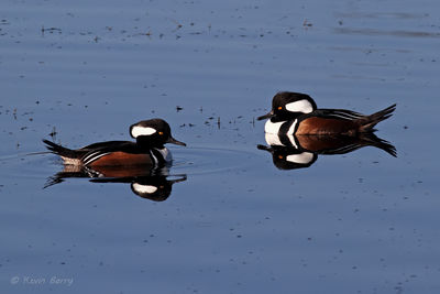 Hooded Mergansers (males)