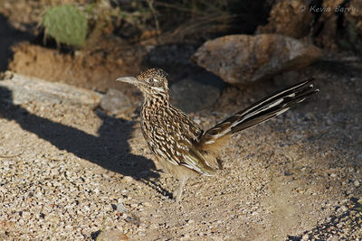 Greater Roadrunner