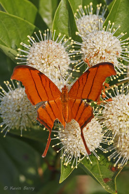 Ruddy Daggerwing on Buttonbush