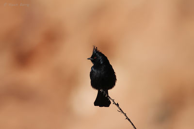 Phainopepla