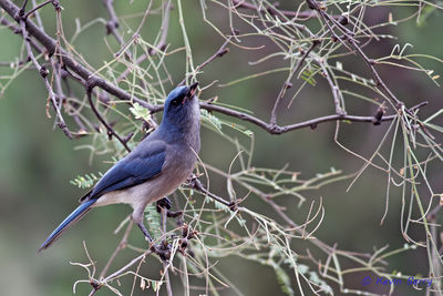 Mexican Jay