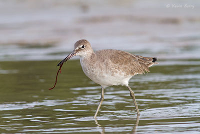Willet with marine worm