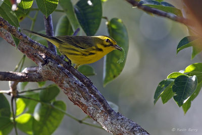 Prairie Warbler with caterpillar