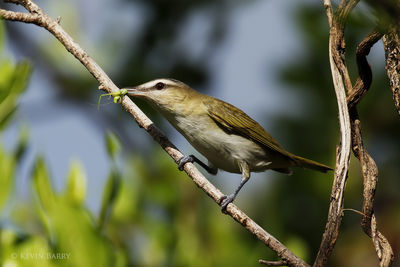 Red-eyed Vireo with prey