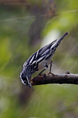 Black and White Warbler 2