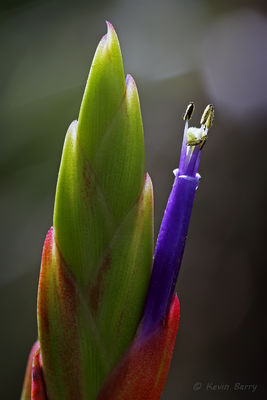 Cardinal Airplant Flower