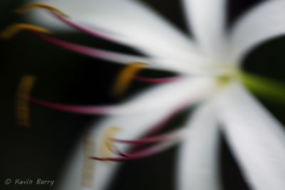 Swamp Lily 4; String Lily