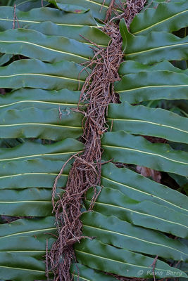 Giant Leather Fern