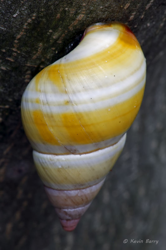 Florida Tree Snail 2 Dagny Johnson Key Largo Hammock Botanical State