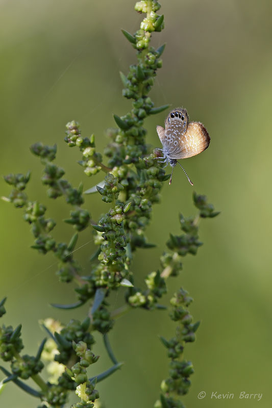Eastern Pygmy Blue Butterfly Everglades National Park, Florida