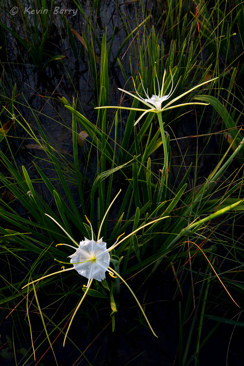 The Alligator Lily (Hymenocallis palmeri) is endemic to Florida, found in cypress swamps, wet meadows, open pine woodlands and...