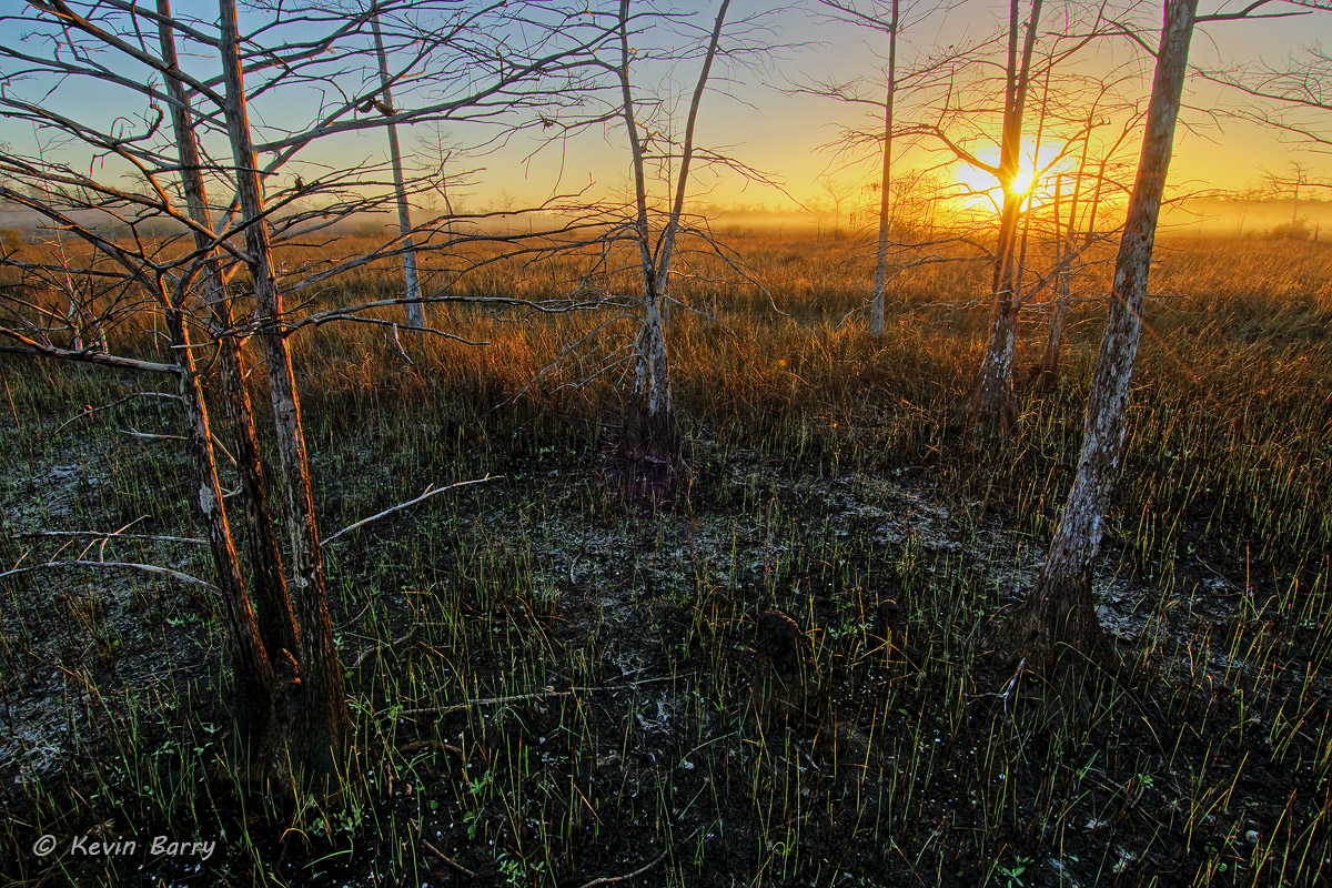 Big Cypress Sunrise, Big Cypress National Preserve, Florida, sun, trees, horizontal, nature, native, natural, wild, everglades...