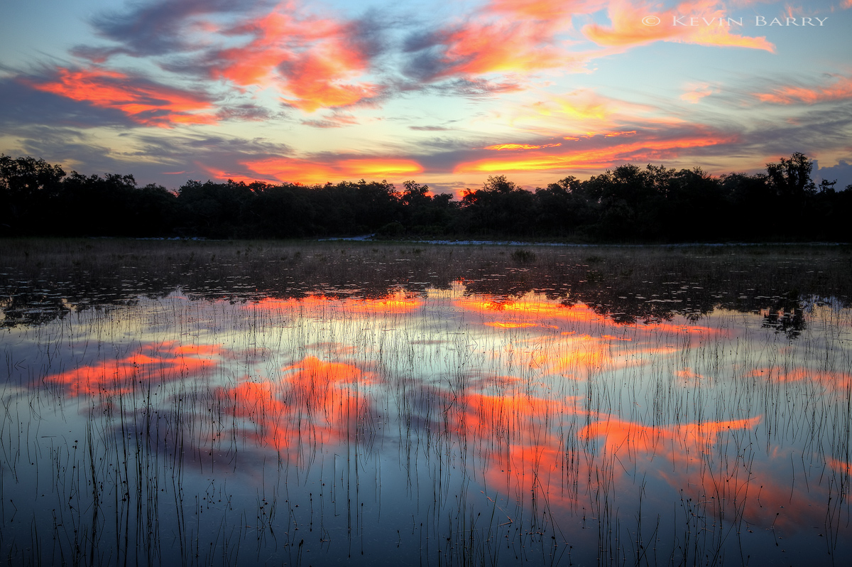 From within the generally dry and harsh Florida scrub habitat, dawn colors light up the sky above a small pond.