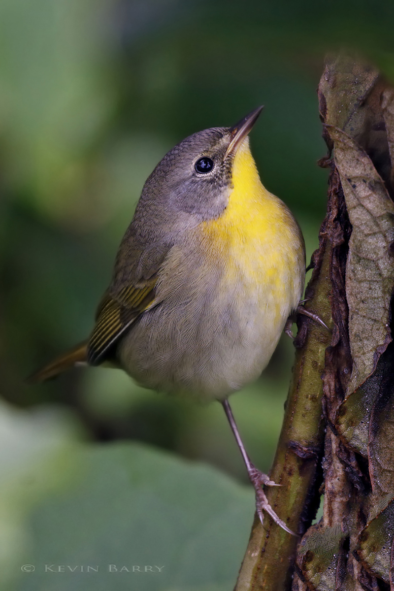 Rainy, windy weather can cause warblers such as this Common Yellowthroat (Geothlypis trichas) to temporarily cease their southward...