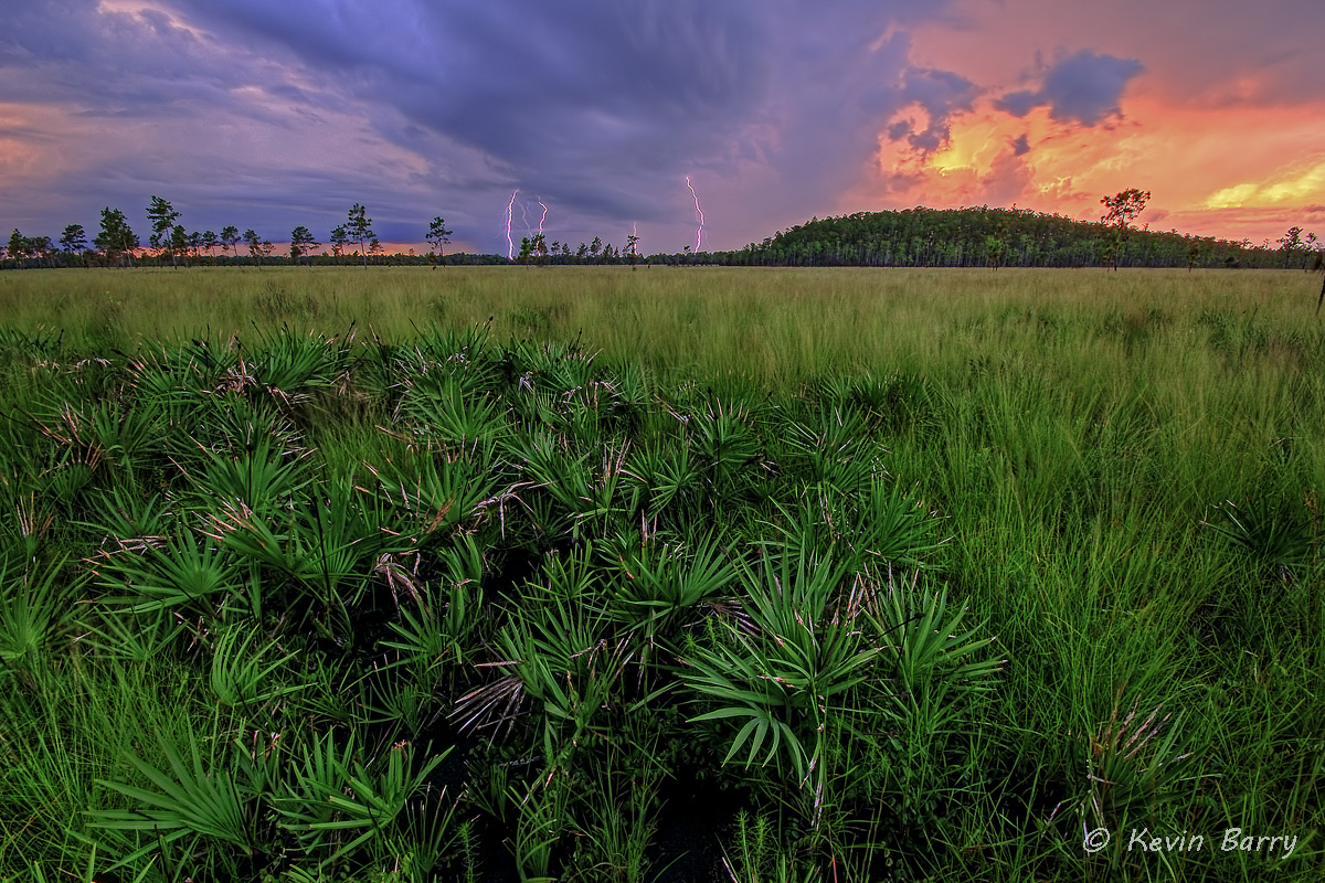 Four Strikes and You're Out, Osceola County, Florida, nature, natural, lightning, sunset, cypress dome, saw palmetto, grasses...