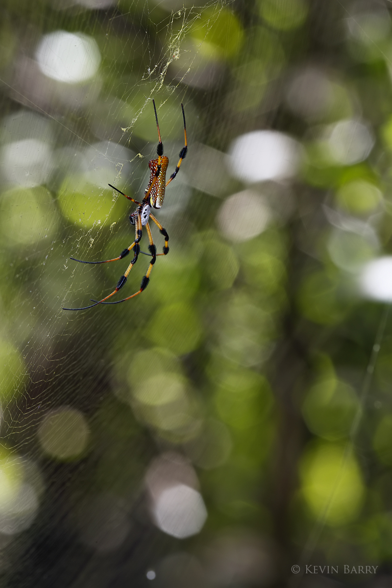 Golden Silk (Nephila clavipes), or Golden Silk Orb-weavers are members of the Nephila genus of spiders noted for the impressive...