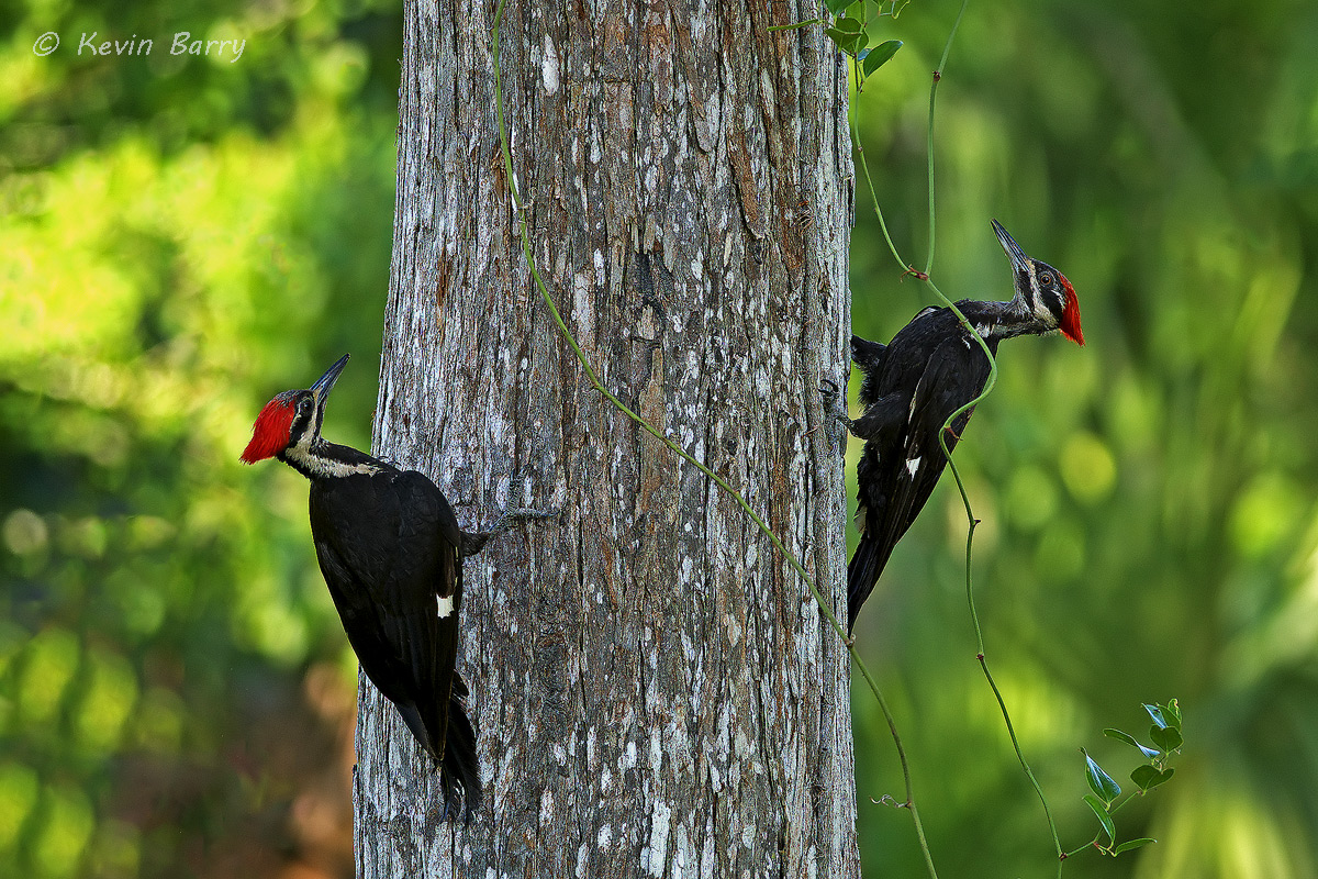 Pileated Woodpeckers, Riverbend Park, Jupiter, Florida, birds, avian, two, tree, horizontal, USA, America, south, southern, green...