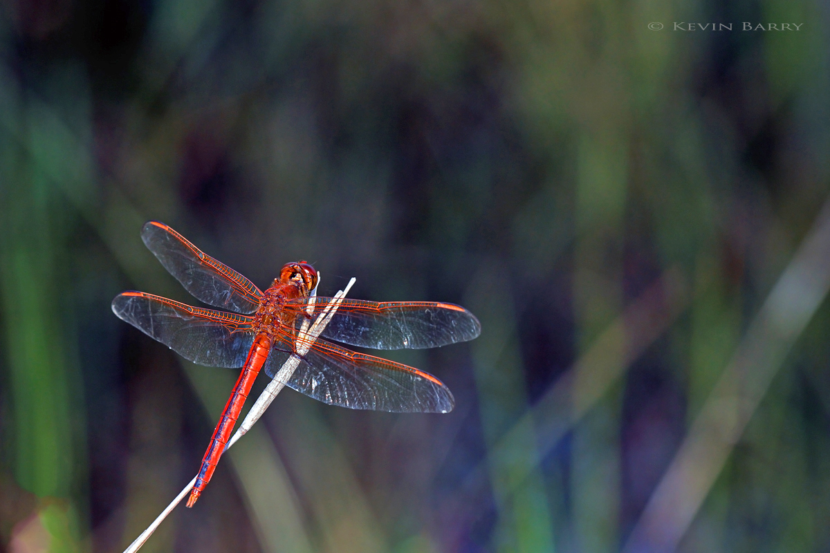 The Scarlet Skimmer (Crocothemis servilia) dragonfly was accidentally introduced to south Florida, Jamaica, and Hawaii. It is...