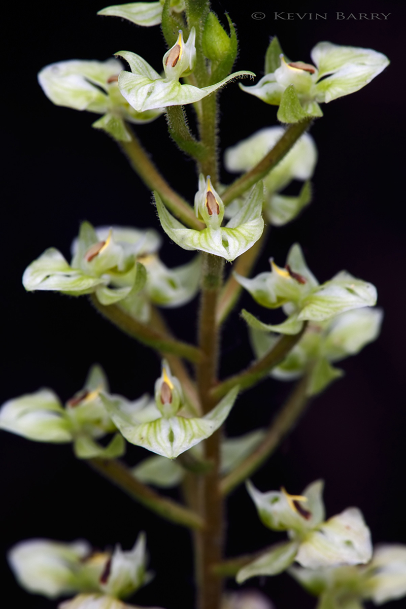 (Ponthieva racemosa)