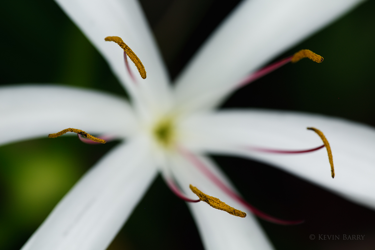 The Swamp Lily (Crinum americanum) can be found growing in swamps, marshes, and wet hammocks in the southeastern United States...