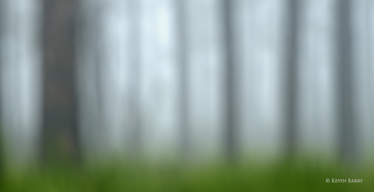 The Forest, Lake Wales Ridge State Forest, Polk County, Florida, horizontal, panorama, green, trees, pines, cutthroat grass...