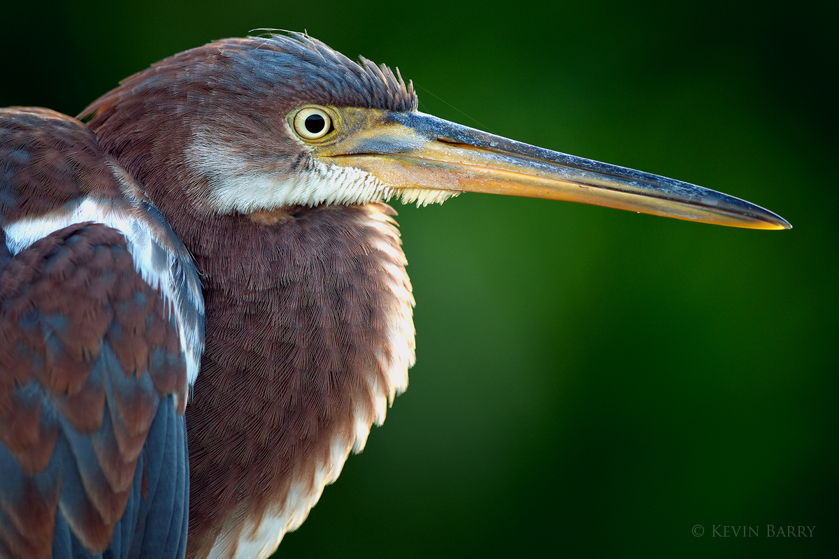 This rather tame Tricolored Heron (Egretta tricolor) allowed for a close approach.