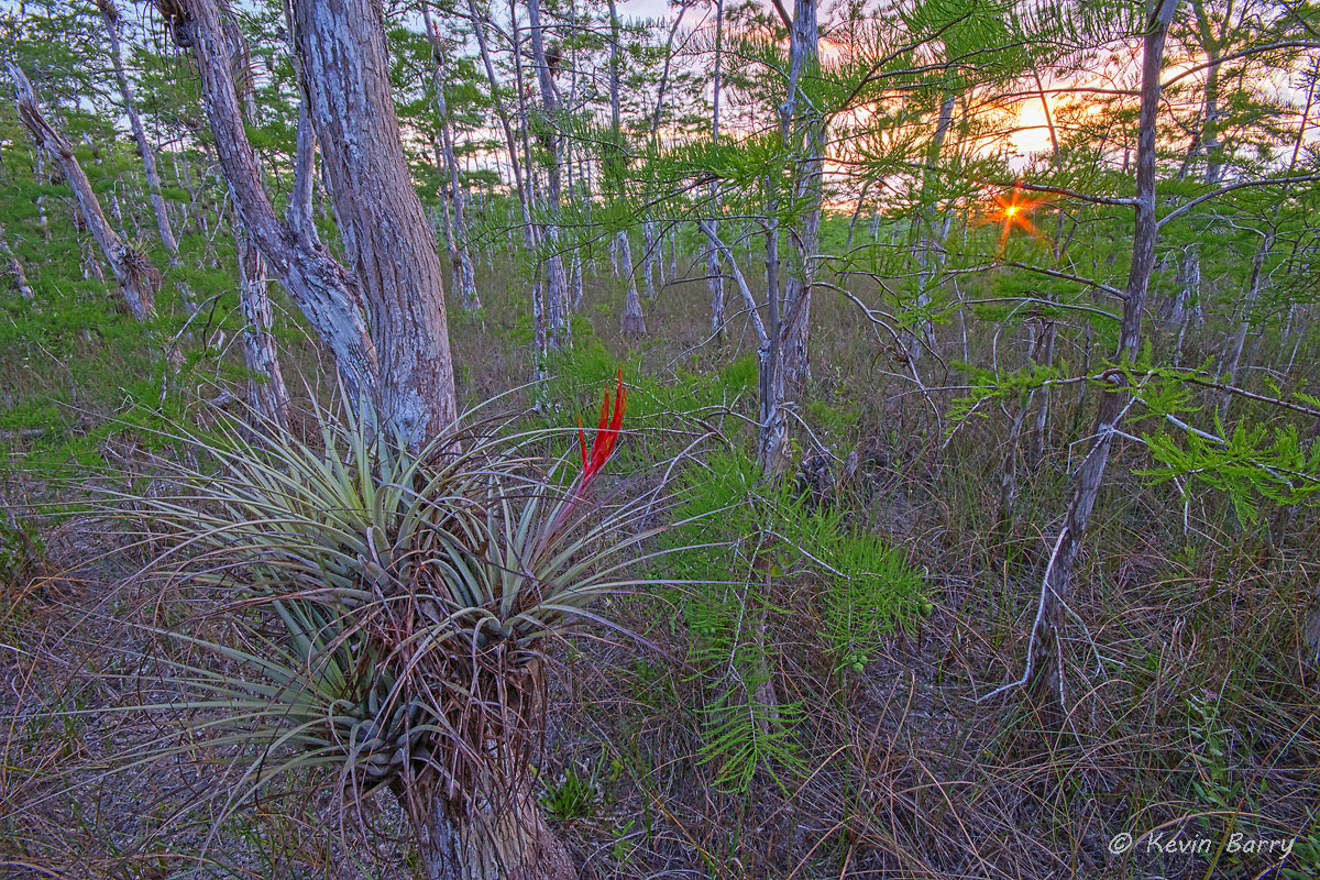 The Cardinal Airplant&nbsp;(Tillandsia fasciculata) is one of Florida's 16 native bromeliads. It is an epiphyte, meaning it usually...