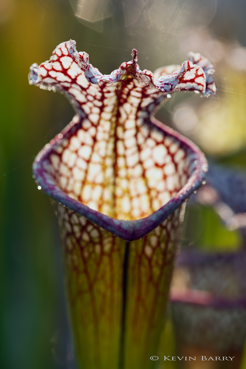 White-topped Pitcher Plant (Sarracenia leucophylla) is a carnivorous plant in the genus Sarracenia, Like all Sarracenia, it is...